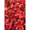 Eisbegonie rot 6er Set, 9 cm Topf