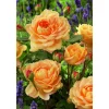 Englische Rose