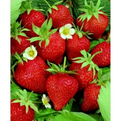 Erdbeere "Delizz"