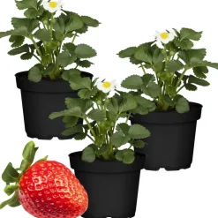 Erdbeere 'Elan' 11 cm Topf 3er-Set