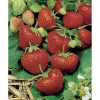 Erdbeere 'Elsanta' 10er-Tray