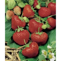 Erdbeere 'Elsanta' 10er-Tray