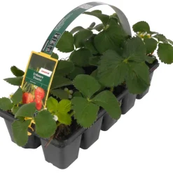 Erdbeere 'Elsanta' 10er-Tray