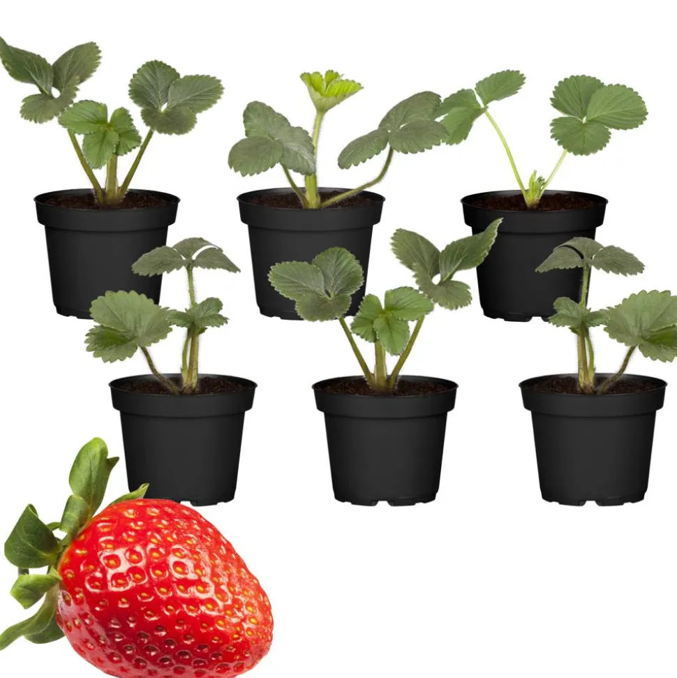 Erdbeere 'Ostara' 9 cm Topf, 6er-Set