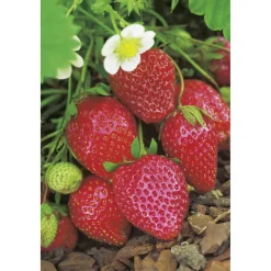 Erdbeere 'Ostara' 9 cm Topf, 6er-Set