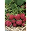 Erdbeere 'Senga Sengana' 9 cm Topf, 6er-Set