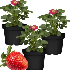 Erdbeere 'Toscana' 11 cm Topf 3er-Set