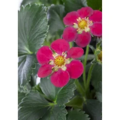 Erdbeere 'Toscana' 11 cm Topf 3er-Set