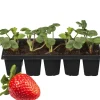 Erdbeere verschiedene Sorten 10er-Tray