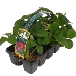 Erdbeere 'Senga Sengana' 10er-Tray