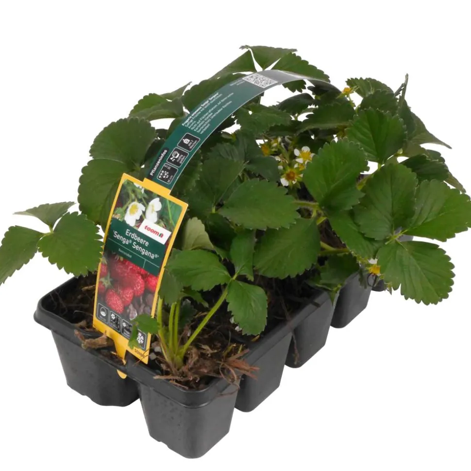 Erdbeere 'Senga Sengana' 10er-Tray