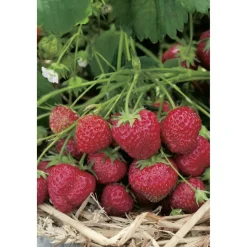 Erdbeere 'Senga Sengana' 10er-Tray