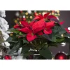 Fairtrade Weihnachtsstern rot 7 cm Topf, 3er-Set