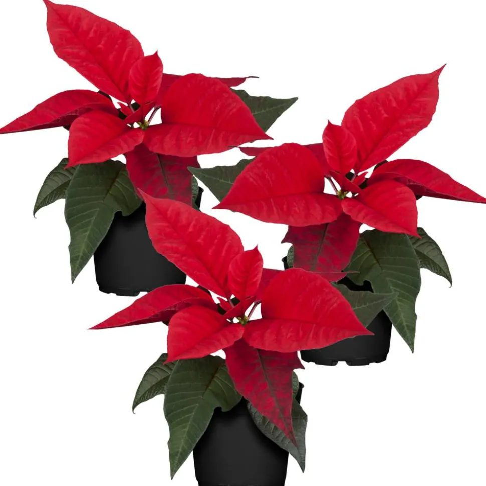 Fairtrade Weihnachtsstern rot 7 cm Topf, 3er-Set