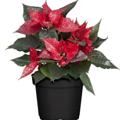 Fairtrade Weihnachtsstern rot mit silber Glitter 13 cm Topf