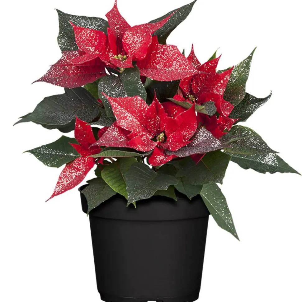 Fairtrade Weihnachtsstern rot mit silber Glitter 13 cm Topf