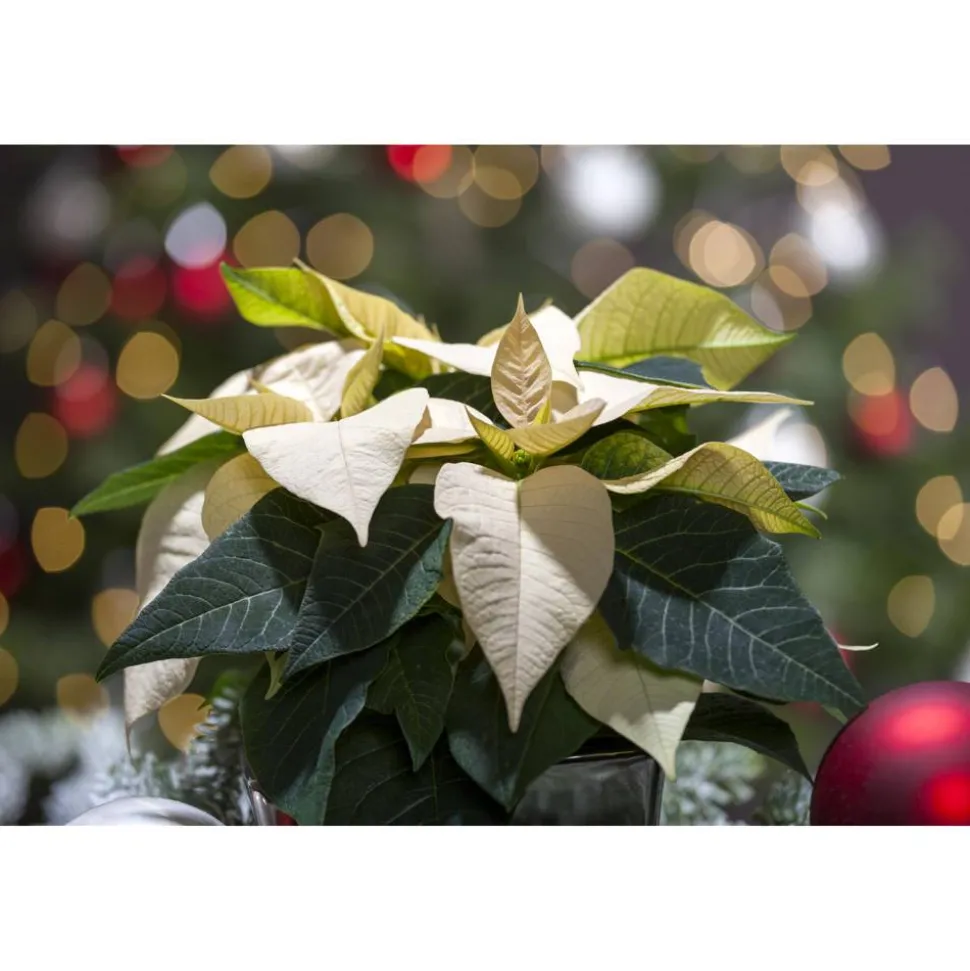 Fairtrade Weihnachtsstern weiß 7 cm Topf, 3er-Set