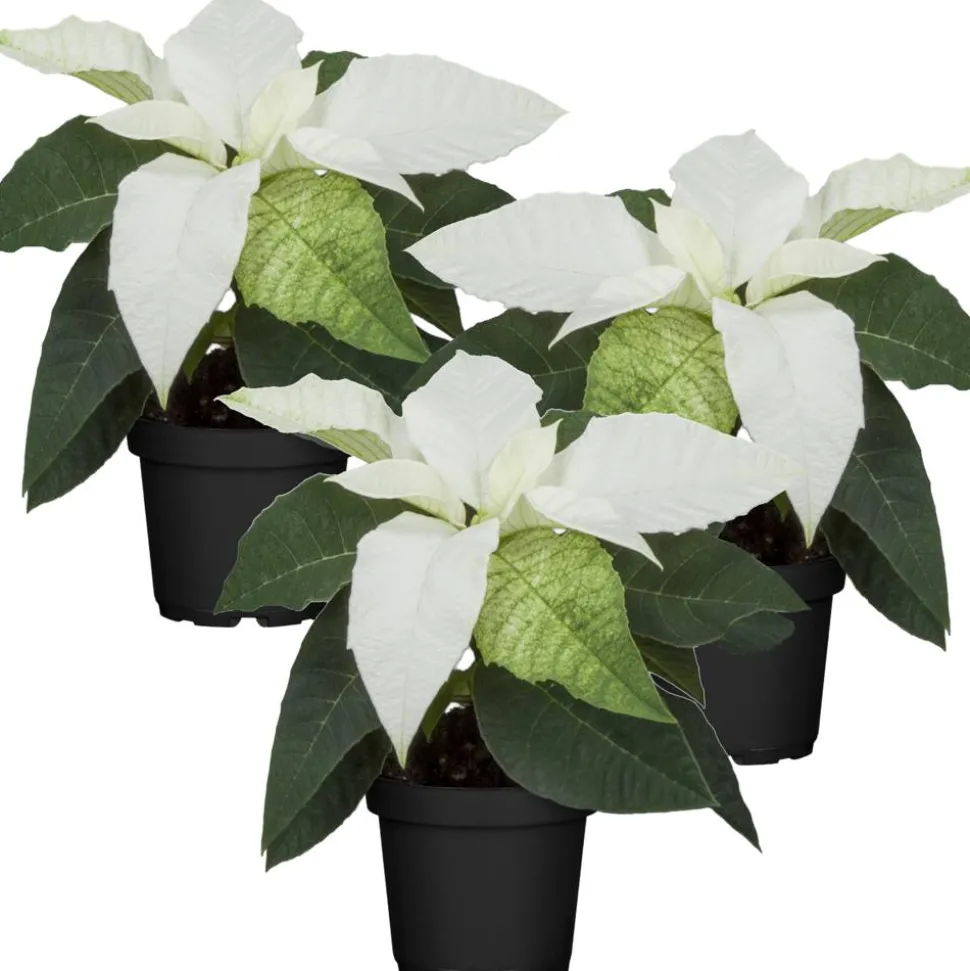 Fairtrade Weihnachtsstern weiß 7 cm Topf, 3er-Set