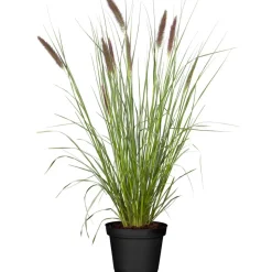 Federborstengras 'Moudry' 19 cm Topf