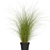 Feinhalm-Chinaschilf 'Gracillimus' 14 cm Topf