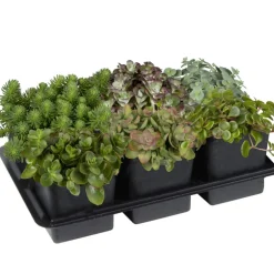Fetthenne Farbmix im 6er-Tray