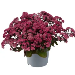 Fetthenne Sondersorten 13 cm Topf