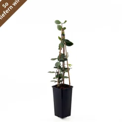 Feuer-Geißblatt 'Goldflame' 14 cm Topf