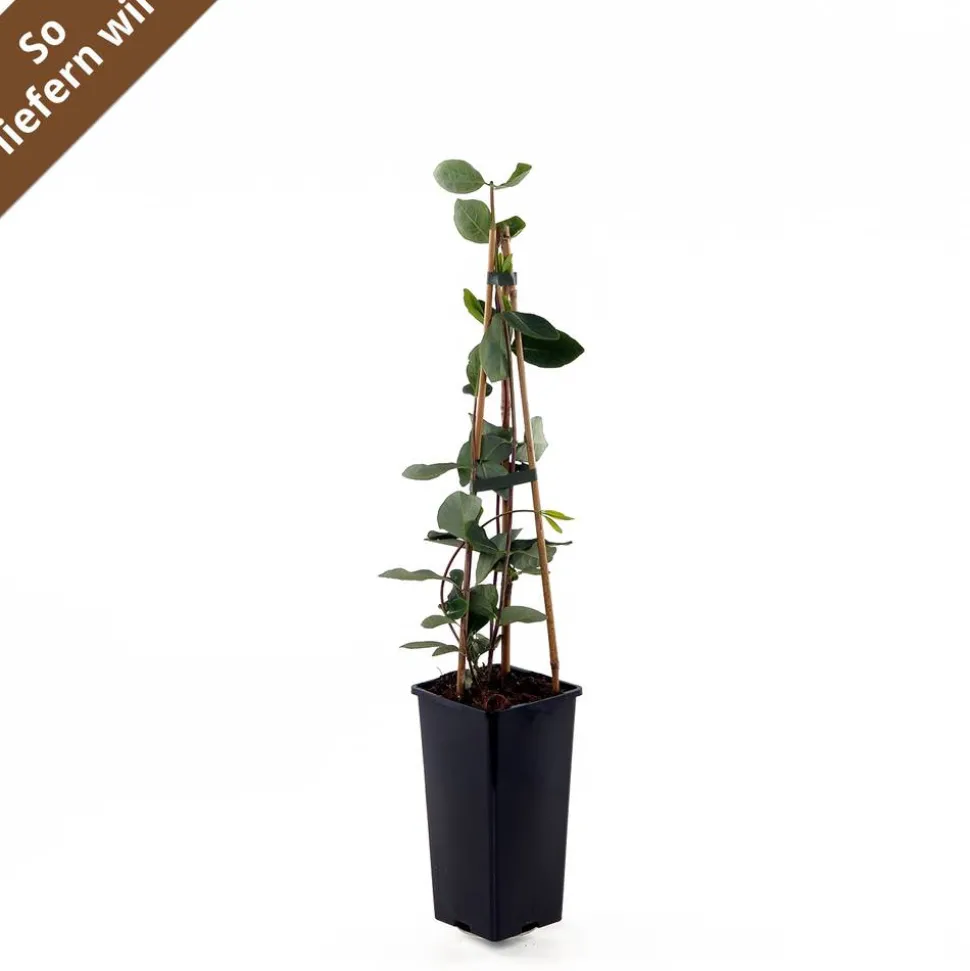 Feuer-Geißblatt 'Goldflame' 14 cm Topf