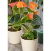 Flamingoblume 'Orange Champion' orange 14 cm Topf