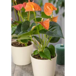 Flamingoblume 'Orange Champion' orange 14 cm Topf