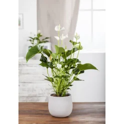 Flamingoblume 'Sierra White' weiß 14 cm Topf