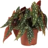 Forellenbegonie 'Silverspot' 12 cm Topf