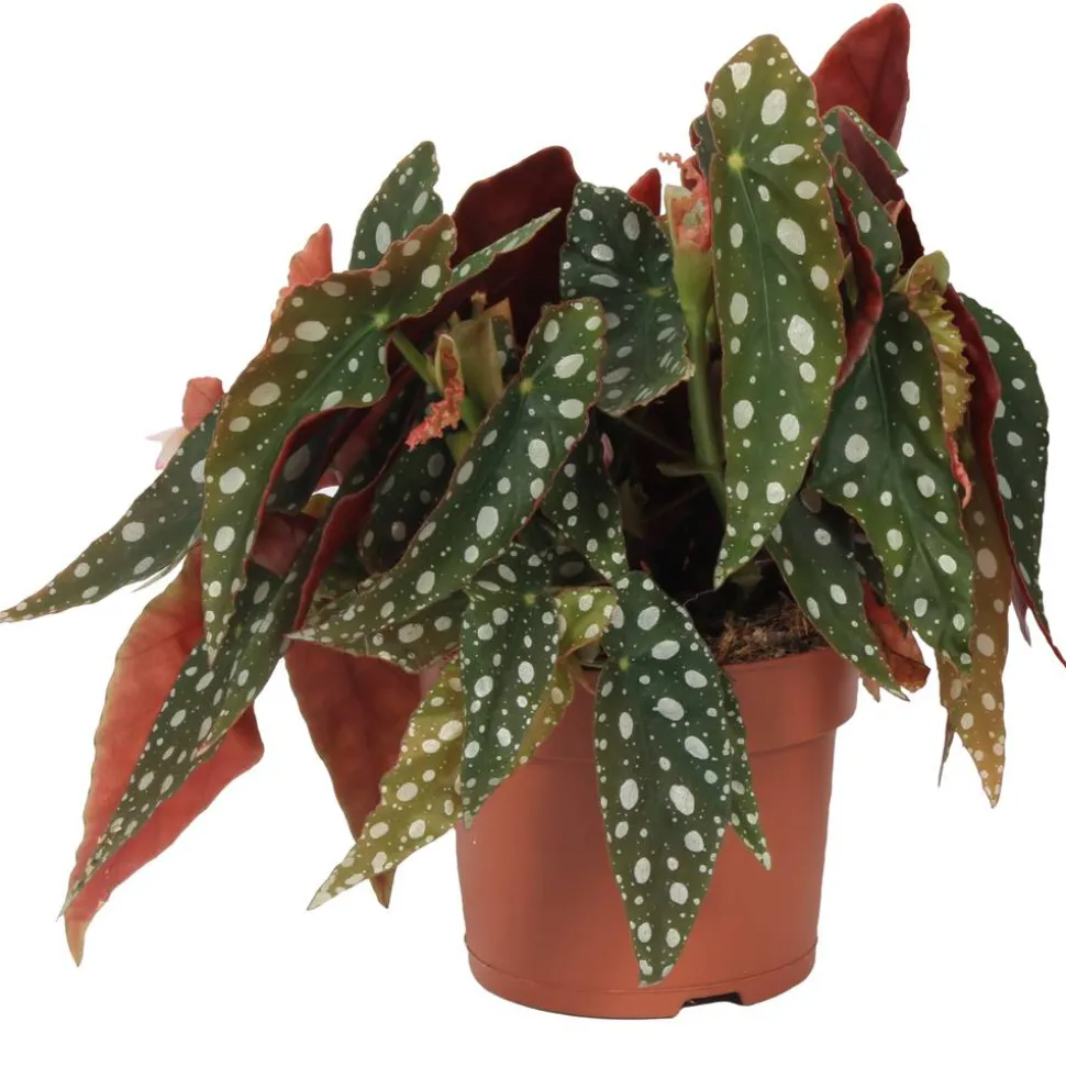 Forellenbegonie 'Silverspot' 12 cm Topf