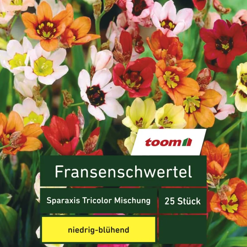 Fransenschwertel 'Sparaxis Tricolor', 25 Stück, mehrfarbig
