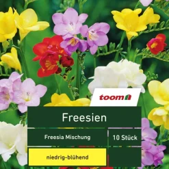 Freesien Mischung, 10 Stück, mehrfarbig