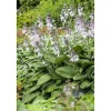 Funkie - Hosta