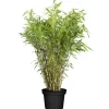 Gartenbambus 50-60 cm, 19 cm Topf