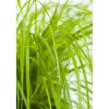 Garten-Federborstengras 'Hameln Gold' 19 cm Topf
