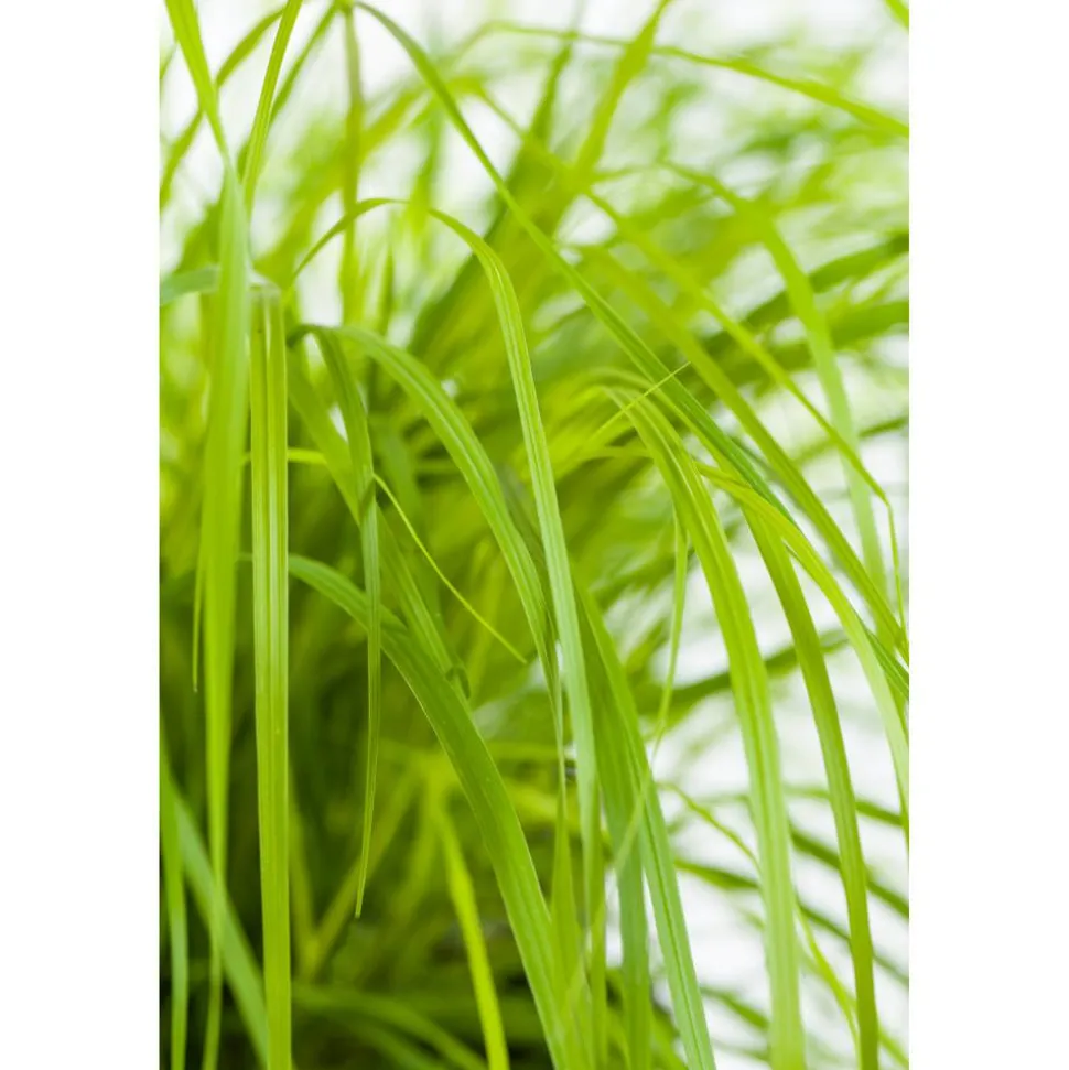 Garten-Federborstengras 'Hameln Gold' 19 cm Topf