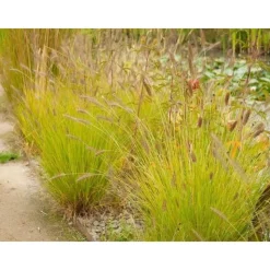 Garten-Federborstengras 'Hameln Gold' 19 cm Topf