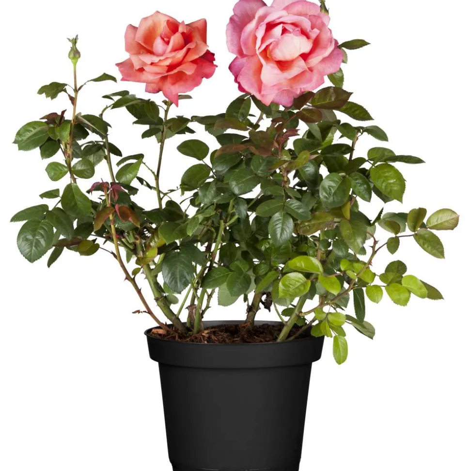 Gartenrosen verschiedene Farben 17 cm Topf