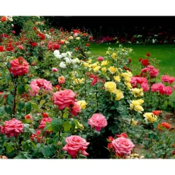 Gartenrosen verschiedene Farben 17 cm Topf