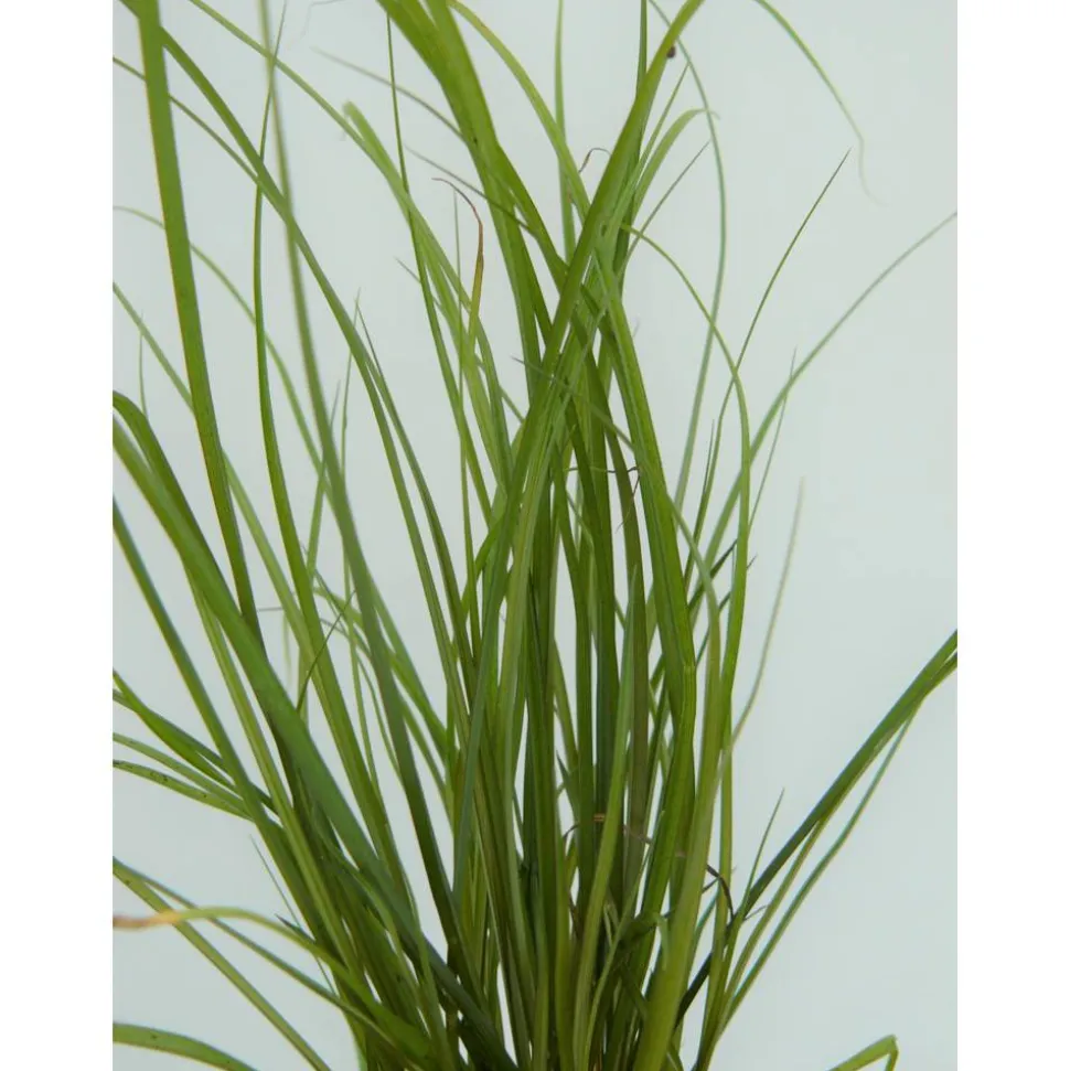 Garten-Segge 'Phoenix Green' 14 cm Topf