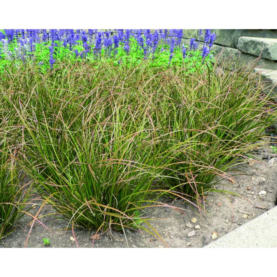 Garten-Segge 'Phoenix Green' 14 cm Topf