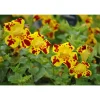 Gauklerblume 'Grandiflora', 9 x 9 cm Topf, 3er-Set