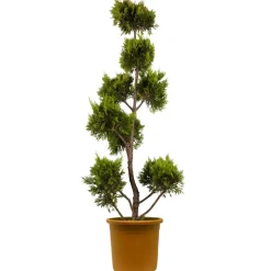 Gelbe Baumzypresse 'Gold Rider' Pompon, 40 cm Topf