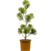 Gelbe Baumzypresse 'Gold Rider' Pompon, 26 cm Topf