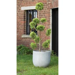 Gelbe Baumzypresse 'Gold Rider' Pompon, 26 cm Topf