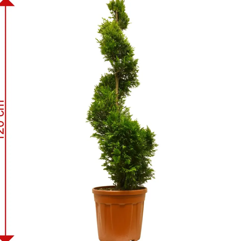 Gelbe Baumzypresse 'Gold Rider' Spirale, 40 cm Topf
