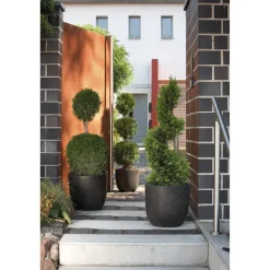 Gelbe Baumzypresse 'Gold Rider' Spirale, 40 cm Topf